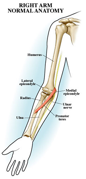 Right Arm Normal Anatomy