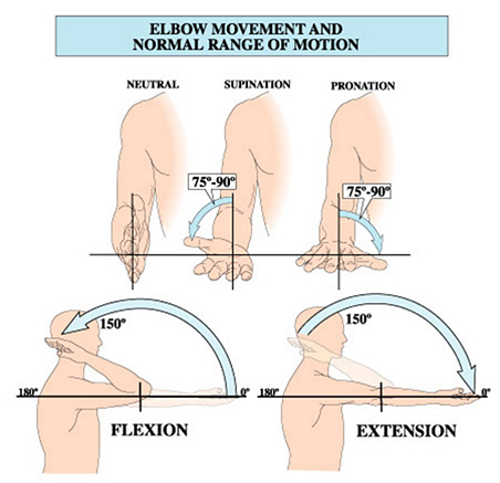 Elbow Movement and Normal Range of Motion