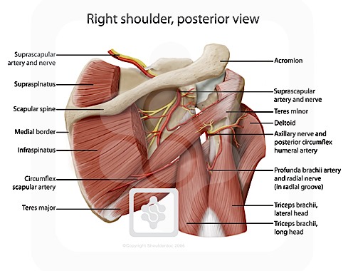 posterior shoulder nerves
