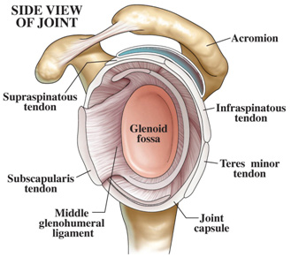 Shoulder: Side view of joint